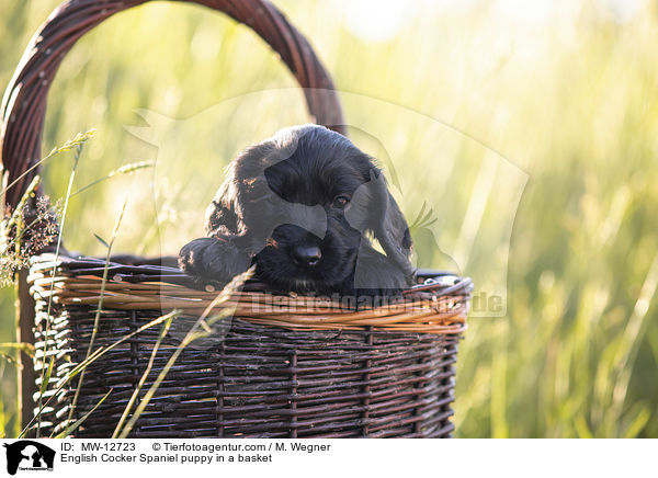 English Cocker Spaniel puppy in a basket / MW-12723