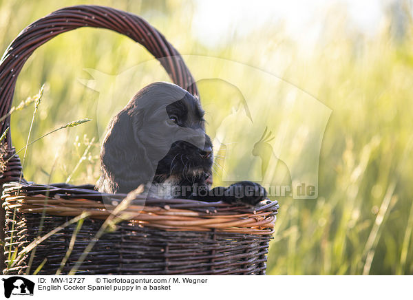 English Cocker Spaniel Welpe im Krbchen / English Cocker Spaniel puppy in a basket / MW-12727