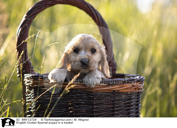 English Cocker Spaniel puppy in a basket / MW-12728