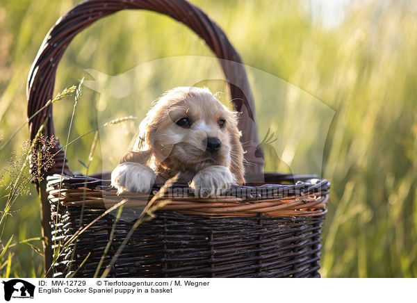 English Cocker Spaniel puppy in a basket / MW-12729