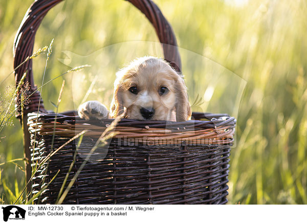 English Cocker Spaniel Welpe im Krbchen / English Cocker Spaniel puppy in a basket / MW-12730