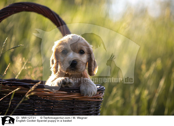 English Cocker Spaniel puppy in a basket / MW-12731