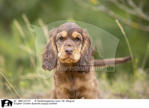 English Cocker Spaniel puppy portrait / MW-12737