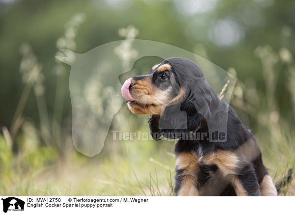 English Cocker Spaniel puppy portrait / MW-12758