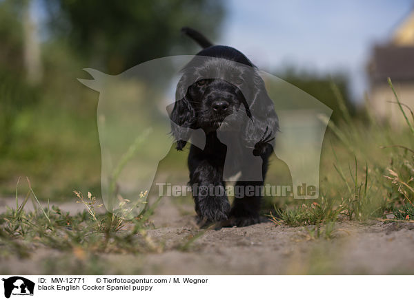 schwarzer English Cocker Spaniel Welpe / black English Cocker Spaniel puppy / MW-12771