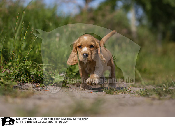 rennender English Cocker Spaniel Welpe / running English Cocker Spaniel puppy / MW-12776