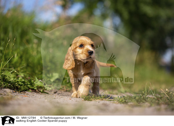 laufender English Cocker Spaniel Welpe / walking English Cocker Spaniel puppy / MW-12784