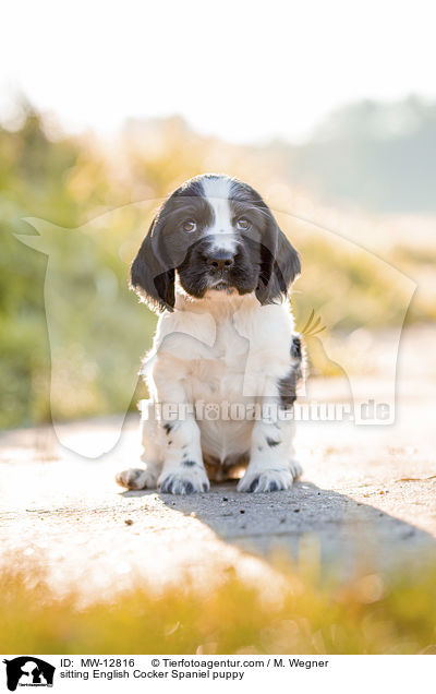 sitzender English Cocker Spaniel Welpe / sitting English Cocker Spaniel puppy / MW-12816