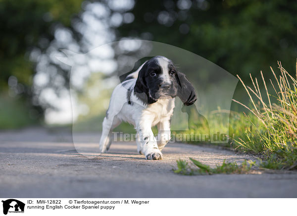 rennender English Cocker Spaniel Welpe / running English Cocker Spaniel puppy / MW-12822