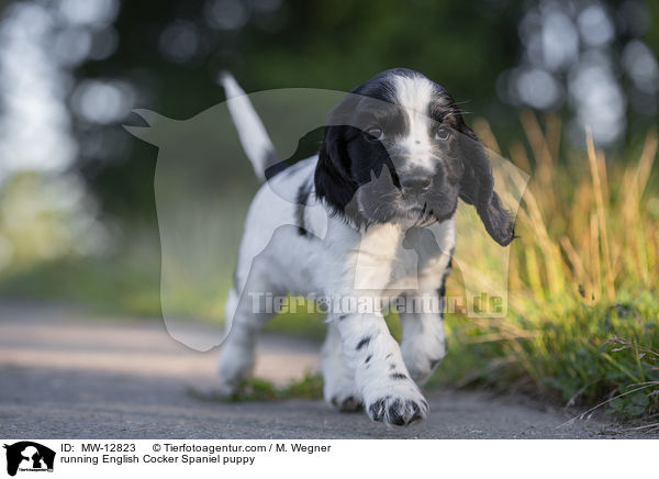 rennender English Cocker Spaniel Welpe / running English Cocker Spaniel puppy / MW-12823