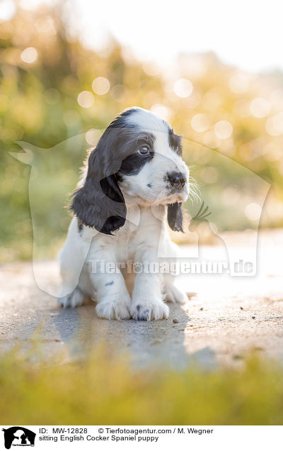 sitzender English Cocker Spaniel Welpe / sitting English Cocker Spaniel puppy / MW-12828