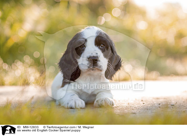 6 Wochen alter English Cocker Spaniel Welpe / six weeks old English Cocker Spaniel puppy / MW-12833