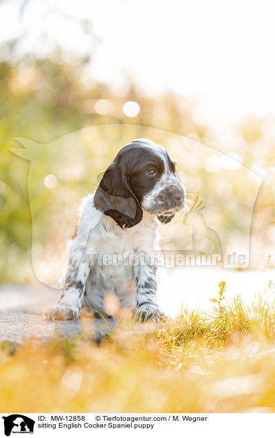 sitzender English Cocker Spaniel Welpe / sitting English Cocker Spaniel puppy / MW-12858