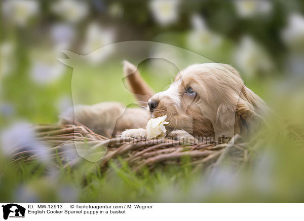 English Cocker Spaniel puppy in a basket / MW-12913