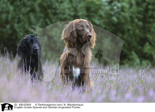 English Cocker Spaniel and German longhaired Pointer / KB-02905