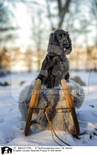 English Cocker Spaniel Puppy in the winter / MAH-01789