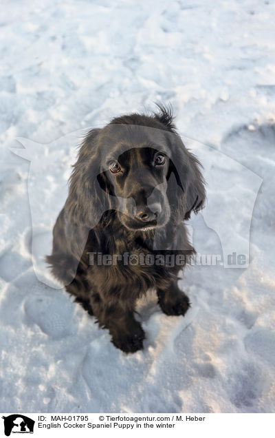 English Cocker Spaniel Puppy in the winter / MAH-01795