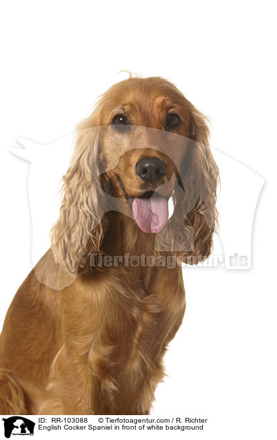 English Cocker Spaniel in front of white background / RR-103088