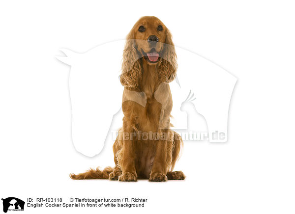 English Cocker Spaniel in front of white background / RR-103118