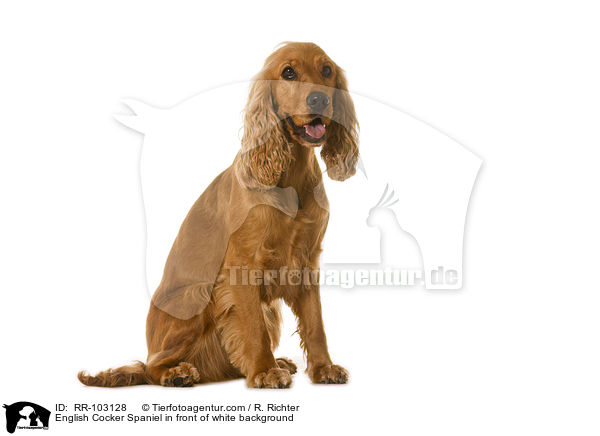 English Cocker Spaniel in front of white background / RR-103128