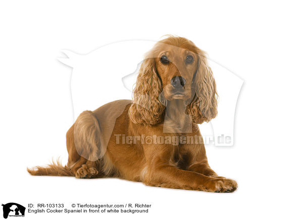 English Cocker Spaniel in front of white background / RR-103133