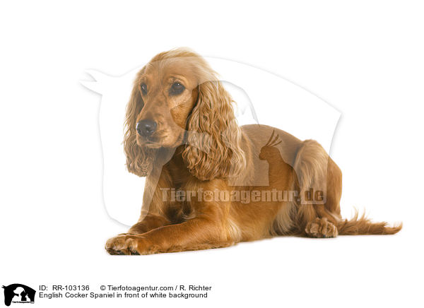 English Cocker Spaniel in front of white background / RR-103136