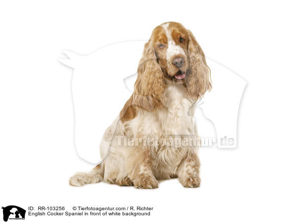 English Cocker Spaniel in front of white background / RR-103256