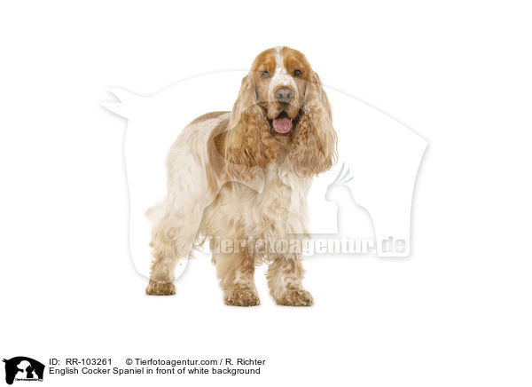 English Cocker Spaniel in front of white background / RR-103261