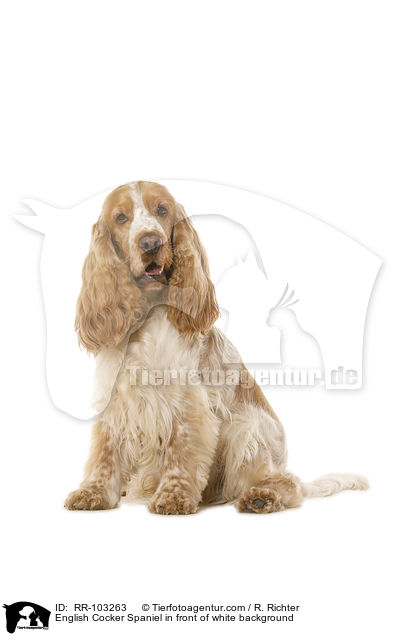 English Cocker Spaniel in front of white background / RR-103263