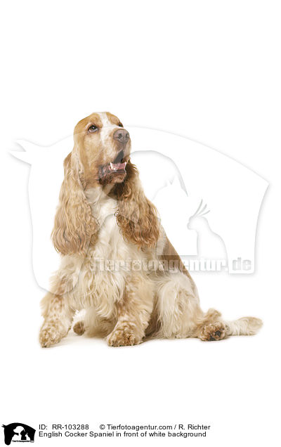 English Cocker Spaniel in front of white background / RR-103288