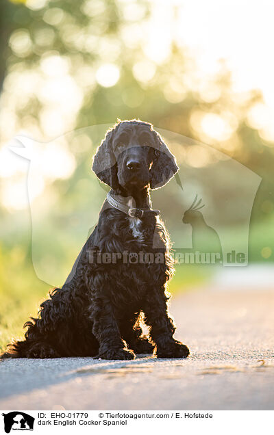 dunkler English Cocker Spaniel / dark English Cocker Spaniel / EHO-01779