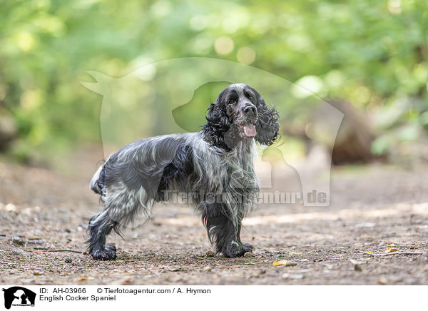 English Cocker Spaniel / AH-03966