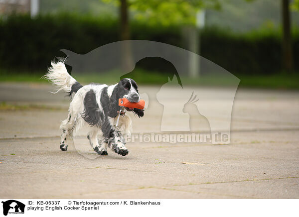 playing English Cocker Spaniel / KB-05337