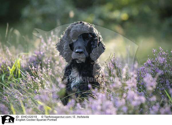 English Cocker Spaniel Portrait / EHO-02019