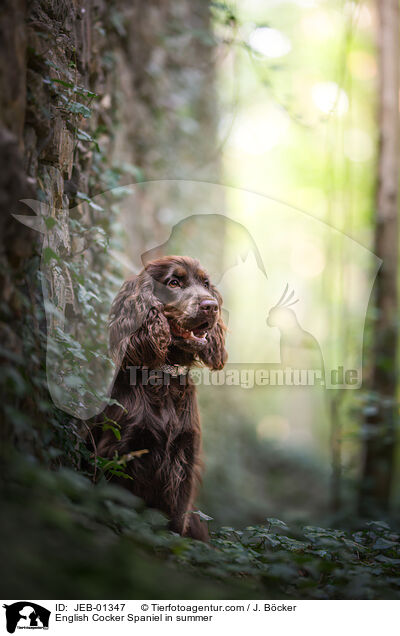 English Cocker Spaniel im Sommer / English Cocker Spaniel in summer / JEB-01347