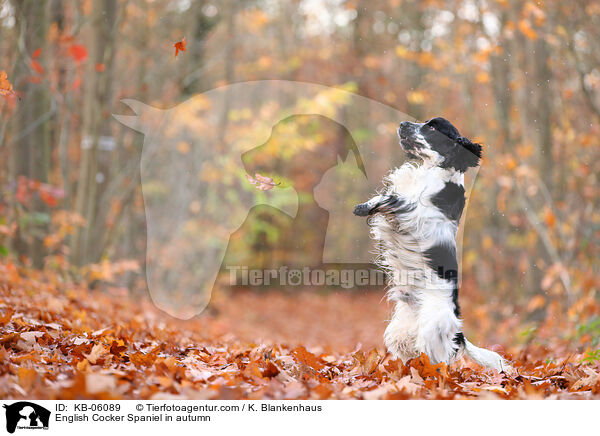 English Cocker Spaniel in autumn / KB-06089