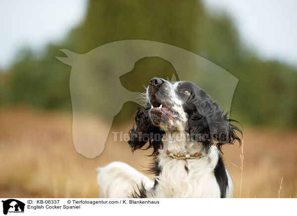 English Cocker Spaniel / KB-06337