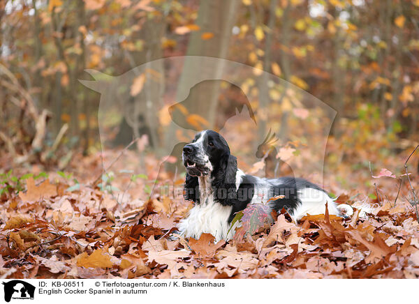 English Cocker Spaniel im Herbst / English Cocker Spaniel in autumn / KB-06511