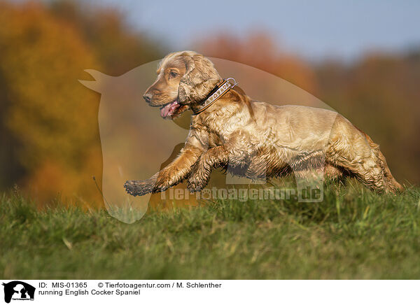 running English Cocker Spaniel / MIS-01365