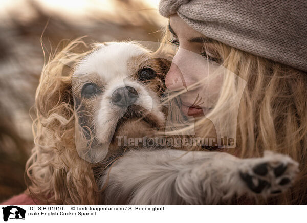 English Cocker Spaniel Rde / male English Cocker Spaniel / SIB-01910