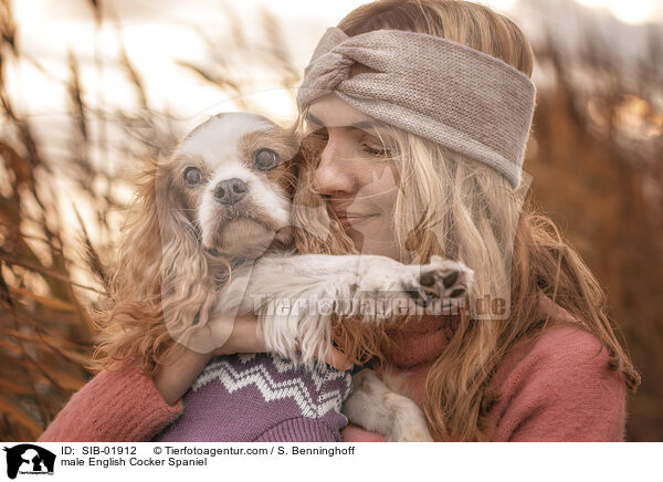 male English Cocker Spaniel / SIB-01912