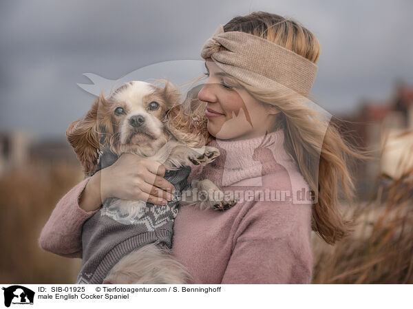 English Cocker Spaniel Rde / male English Cocker Spaniel / SIB-01925