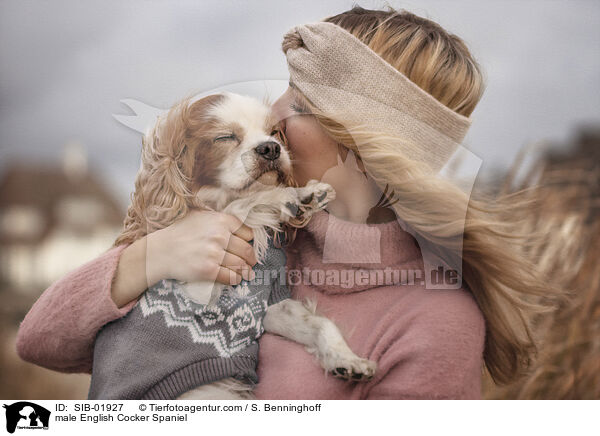 English Cocker Spaniel Rde / male English Cocker Spaniel / SIB-01927