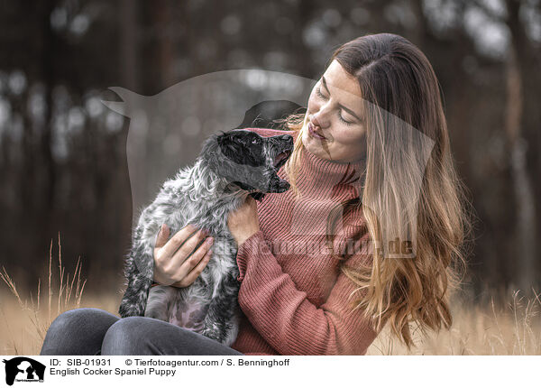 English Cocker Spaniel Welpe / English Cocker Spaniel Puppy / SIB-01931