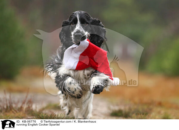 rennender English Cocker Spaniel / running English Cocker Spaniel / KB-06776