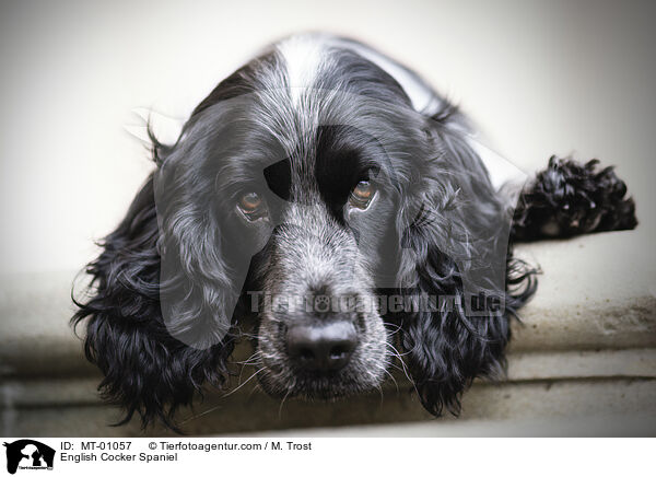 English Cocker Spaniel / MT-01057