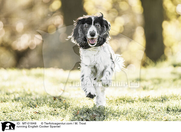 rennender English Cocker Spaniel / running English Cocker Spaniel / MT-01848