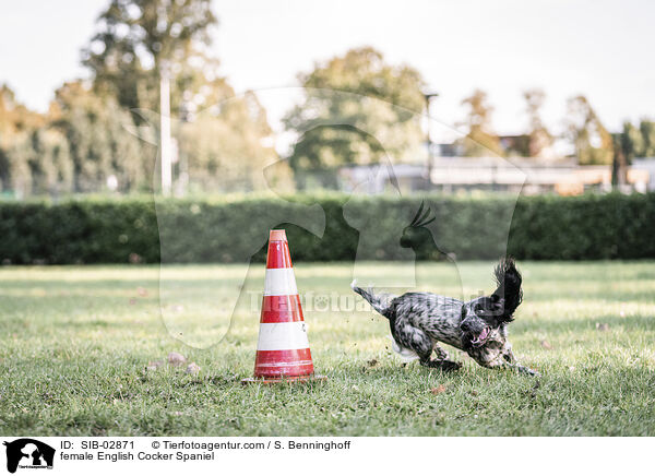 English Cocker Spaniel Hndin / female English Cocker Spaniel / SIB-02871