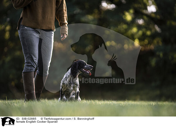 English Cocker Spaniel Hndin / female English Cocker Spaniel / SIB-02885