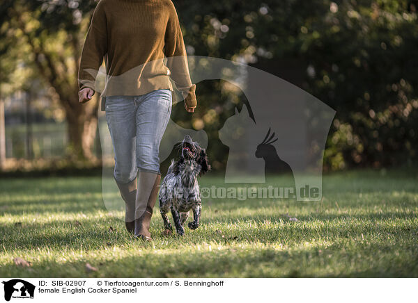 English Cocker Spaniel Hndin / female English Cocker Spaniel / SIB-02907